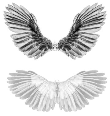 Beyazsırt grubunda izole edilmiş melek kanatları