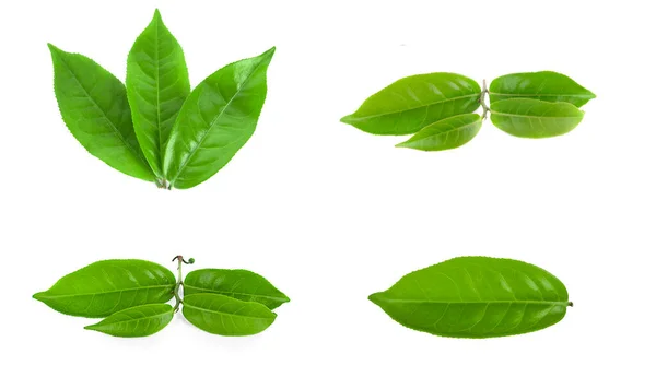 Zöld Tea Levél Elszigetelt Fehér Háttér — Stock Fotó