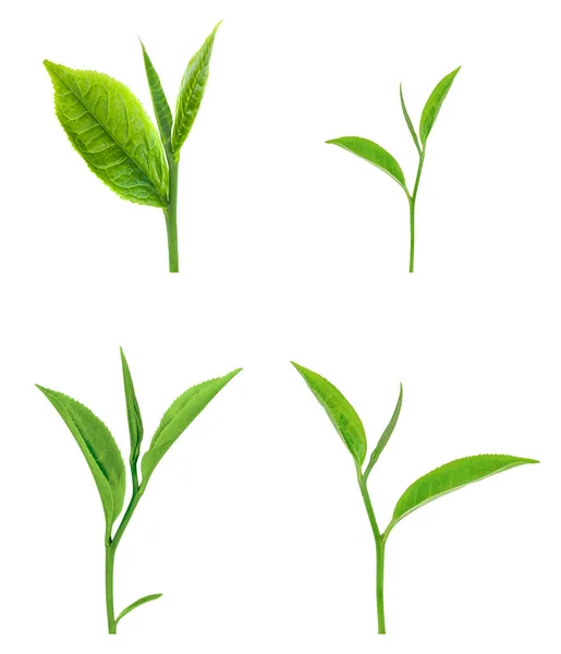 Зеленый Лист Чая Изолированы Белом Фоне — стоковое фото