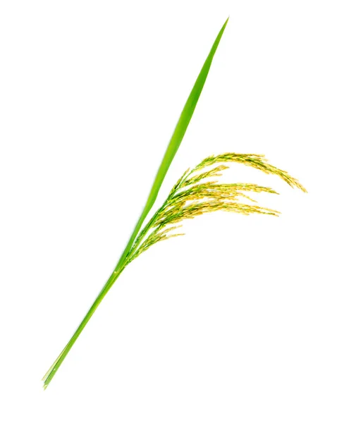 Ryż Niełuskany Organiczny Ucho Ryżowe Uszy Tajskiego Ryżu Jaśminowego Izolowane — Zdjęcie stockowe