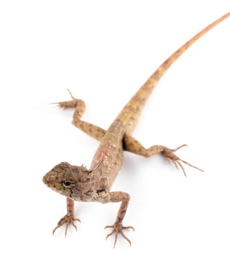 Tayland bukalemun kertenkelesi, izole edilmiş beyaz bir arka plan.