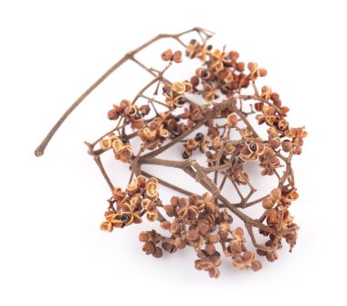 Beyaz arka planda Zanthozylum limonella Alston