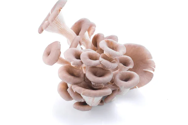 Beyaz arkaplanda maitake mantarları