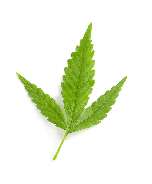 Green Leaf Isolated Whited Background — Stock Photo, Image