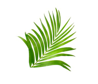 Beyaz arkaplanda izole edilmiş hindistan cevizi yaprağı