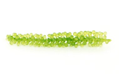 Beyaz arkaplanda deniz yosunu (yeşil havyar)