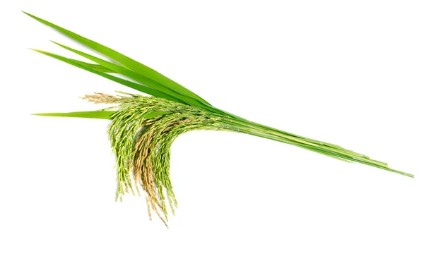 Zielony Ryż Niełuskany Izolowany Białym Tle — Zdjęcie stockowe
