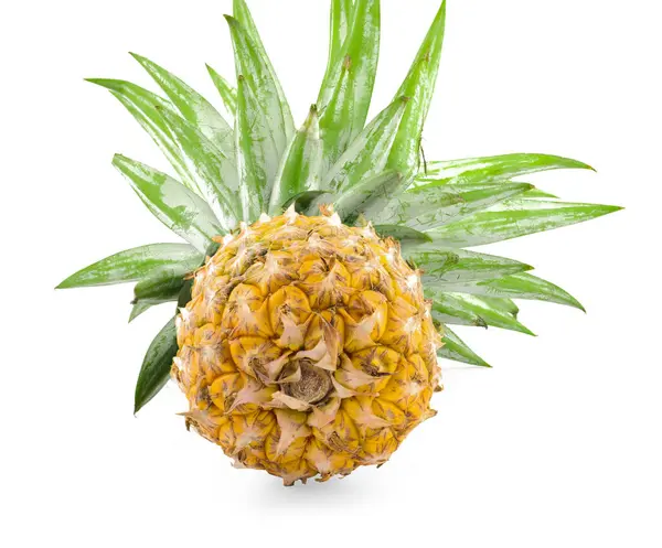 Pineapple Isolated One Whole Pineapple Green Leaves Isolated White Background — Stock Photo, Image