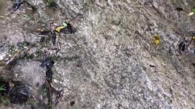 Şelaleler, dereler ve orman yolları