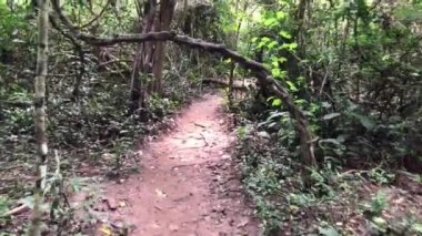 Şelaleler, dereler ve orman yolları