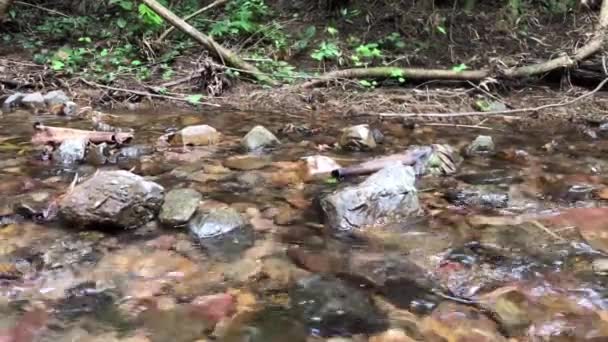 Vodopády Potoky Lesní Cesty — Stock video