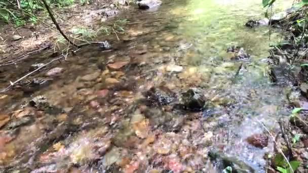 Cachoeiras Córregos Caminhos Florestais — Vídeo de Stock