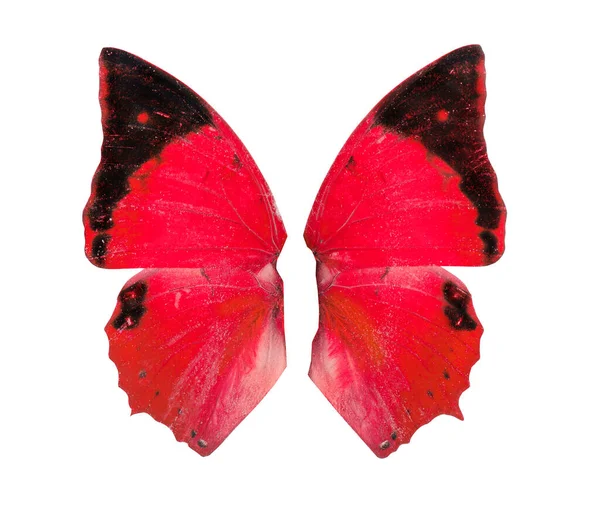 Кольорові Метелики Ізольовані Білому Тлі — стокове фото