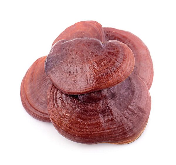 Lingzhi Mushroom Ganoderma Lucidum isolated on white background