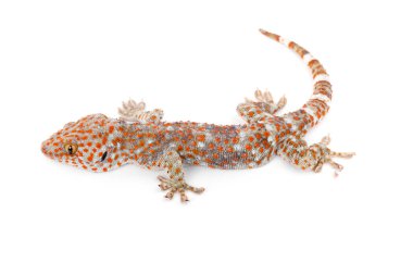 Tamam Gecko, Gekko gecko, beyaz arkaplana karşı