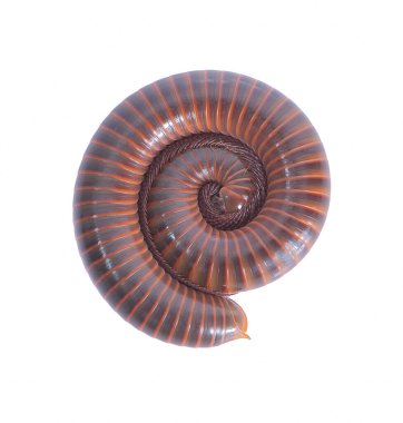 Beyaz arkaplanda Kırkayak resmi 