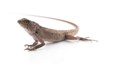 Tayland kahverengi bukalemun kertenkelesi beyaz arka planda izole