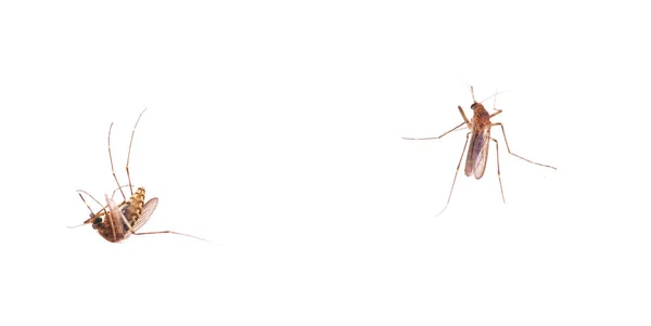 Мертвые Комары Изолированы Белом Фоне — стоковое фото
