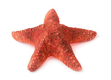 beyaz arkaplanda denizyıldızı