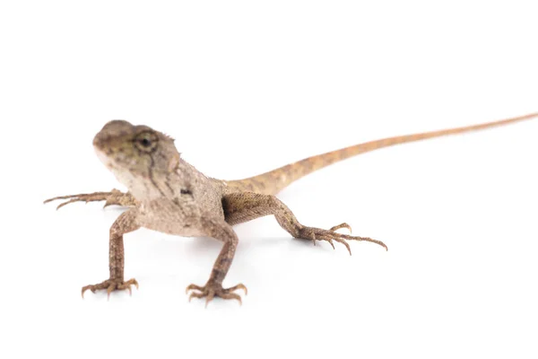 Lagarto Camaleón Tailandés Fondo Blanco Aislado —  Fotos de Stock