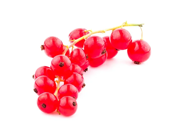 Red Currant Isolated White Background — Stock Photo, Image