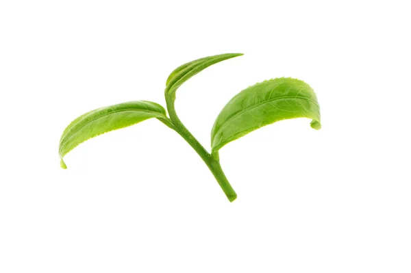 Hoja Verde Aislada Sobre Fondo Blanco — Foto de Stock