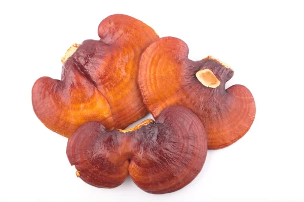 Lingzhi Mantar Ganoderma Lucidum beyaz arka planda izole edildi