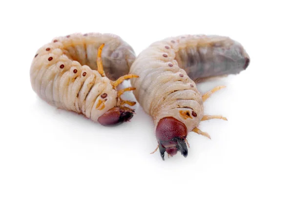 Imagen Gusanos Larvas Escarabajo Rinoceronte Coco Oryctes Rhinoceros Larva Sobre — Foto de Stock