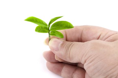 Yeşil çay, beyaz arka planda izole edilmiş.