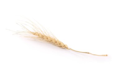 Beyaz arka planda arpa pilavı kulağı