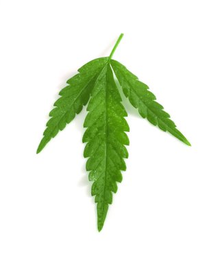 Beyaz arkaplanda marihuana yaprakları