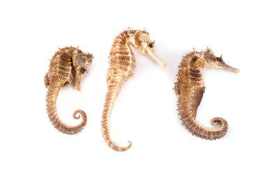 Kuru deniz atı beyazda izole edilmiş.