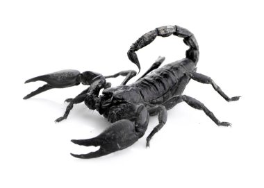Siyah akrep beyaz arkaplanda izole edildi