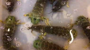 Deniz akvaryumunda tatlı bir yassı kafalı ıstakoz (terlik ıstakoz, Bay ıstakozu, Moreton Bay böceği)