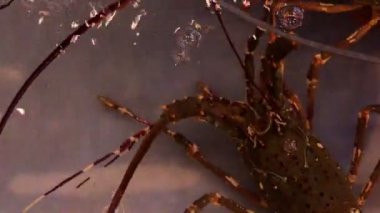 Taze dikenli ıstakoz (Panulirus ornatus) izole edilmiş. 