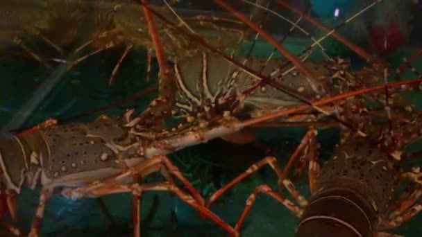 Homard Épineux Frais Panulirus Ornatus Isolé — Video