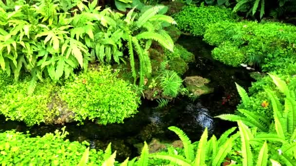 Υπαίθριο Πάρκο Καταπράσινο Κήπο Λιμνούλα Και Μικρό Καταρράκτη Ομορφιά Στη — Αρχείο Βίντεο