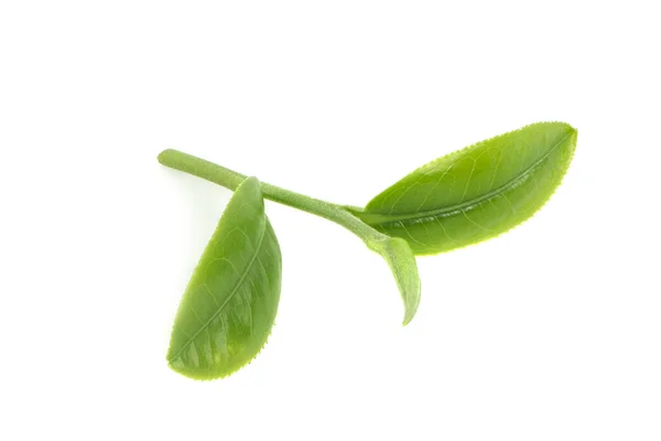 Зеленый Лист Чая Изолированы Белой Backgroun — стоковое фото