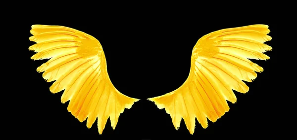 Золотое Крыло Птиц Черном Фоне — стоковое фото