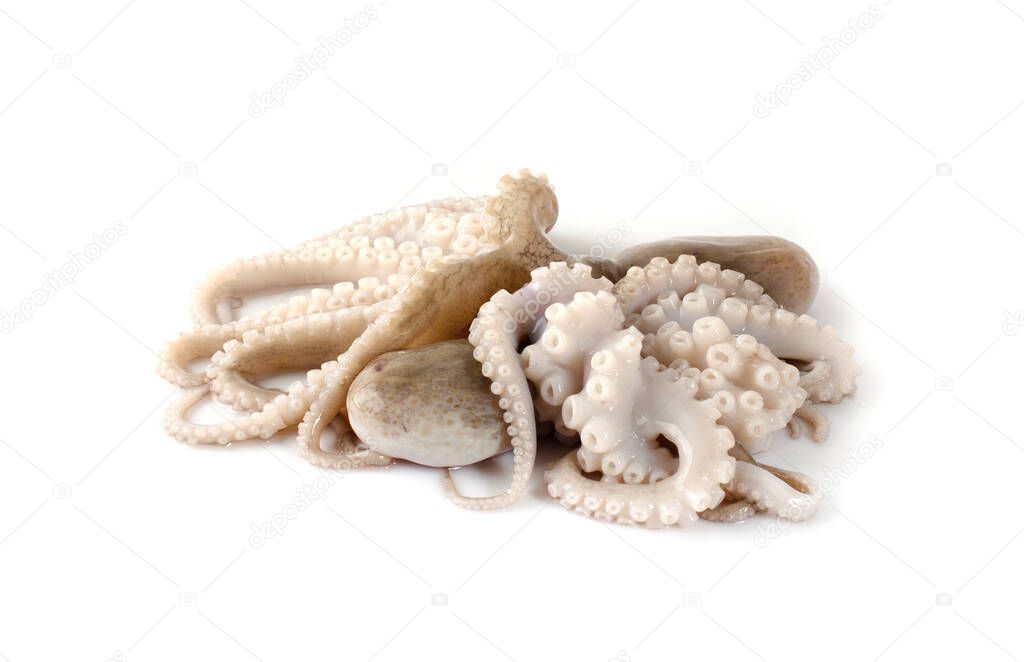Octopus isolated on a white background.