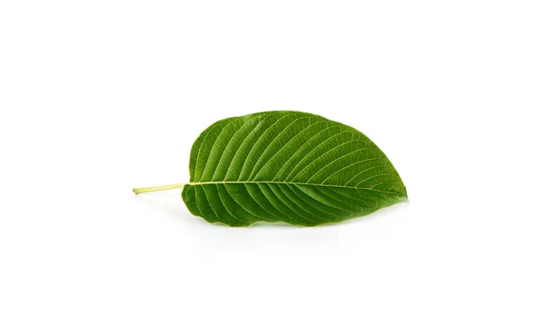 Mitragyna Speciosa Kratom Isoliert Auf Weißem Hintergrund — Stockfoto