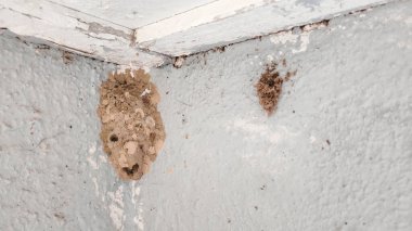 Duvar Köşesinde Çamur Dauber Yabanarısı Yuvası Doğal Böcek Yaşam Alanını Gösteriyor