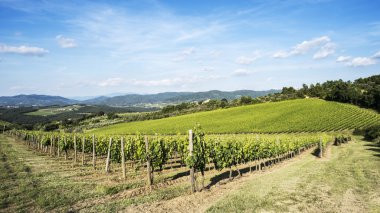 chianti, Toskana bölgesindeki bağ