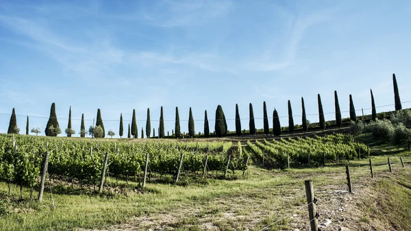 Vingårdarna i chianti i Toscana — Stockfoto