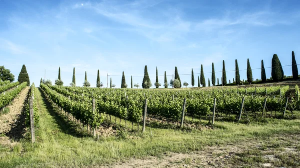 Vineyards of Chianti in Tuscany — Stock Photo, Image