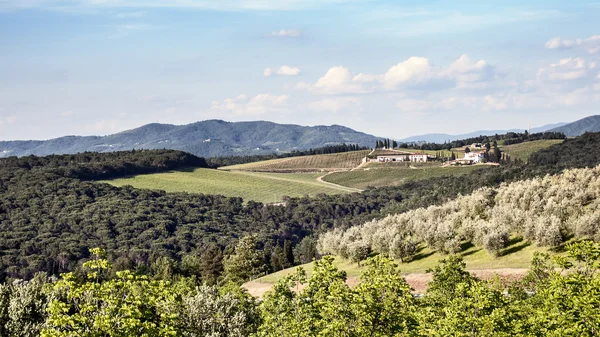 Üzüm bağları ve zeytin ağaçlarıyla Toskana