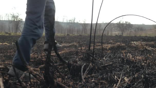 Strzelanie spalony trawa i gałąź w pole z dołu, po który turysta chodzę w kalosz i z plecak na tle goły drzewo. Zanieczyszczenie środowiska przez spaloną ziemię popiołem. — Wideo stockowe