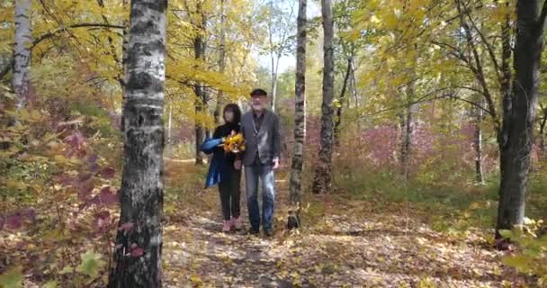 Family married elderly couple strolling through the autumn forest among the birches, looking at the nature. Woman in coat with bouquet of leaves holds the hand of bearded husband in a jacket and cap. — Stock Video