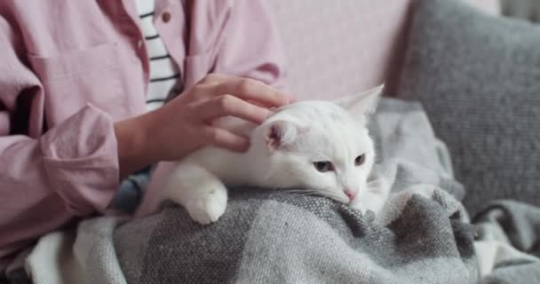 Close-up kobiet ręce kaukaskie młoda kobieta właściciel w różowej koszuli głaskanie dotykając biały kot miękkie mruczenie zwierzę kotek siedzi razem na kanapie w salonie w domu w przytulnym pokoju przycięty widok — Wideo stockowe