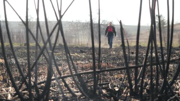 Shot from the branches of walking bearded tourist in scorched black grass of uninhabited field in sunny weather in slow motion. Ash ground after a strong fire, on which person steps. Damage to nature — Stock Video